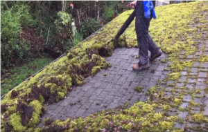 A Brief Guide on Moss Removal