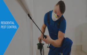 What Should You Choose? A Company or DIY Method