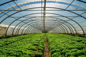 How Polyhouse Farming is a New Concept in Agriculture