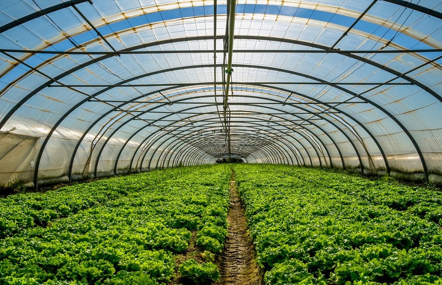 How Polyhouse Farming is a New Concept in Agriculture