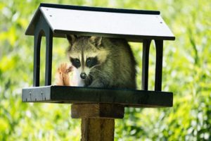 Most Common Damages Raccoons Can Do To Your Home