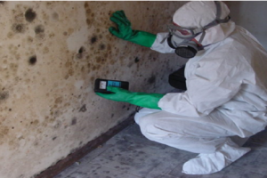 your home infested by Mold