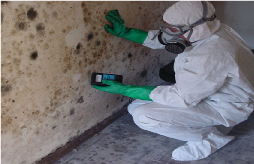 your home infested by Mold