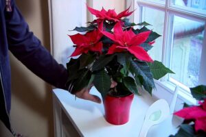to Know About Poinsettias