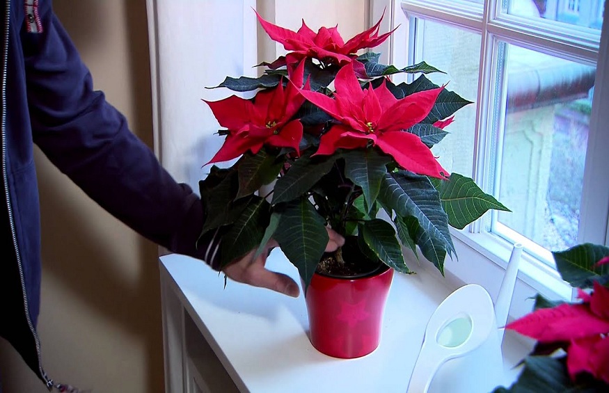 to Know About Poinsettias