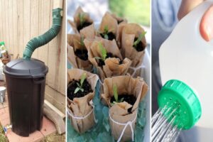 Upcycling Ideas for Your Waste