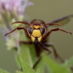 Dangerous Summer Pests