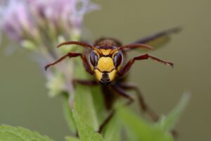 Dangerous Summer Pests