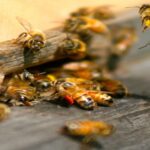 Altamonte Springs pest control