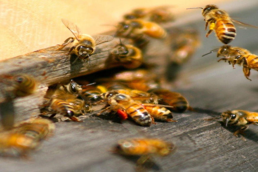 Altamonte Springs pest control